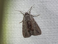 Graceful Underwing Moth